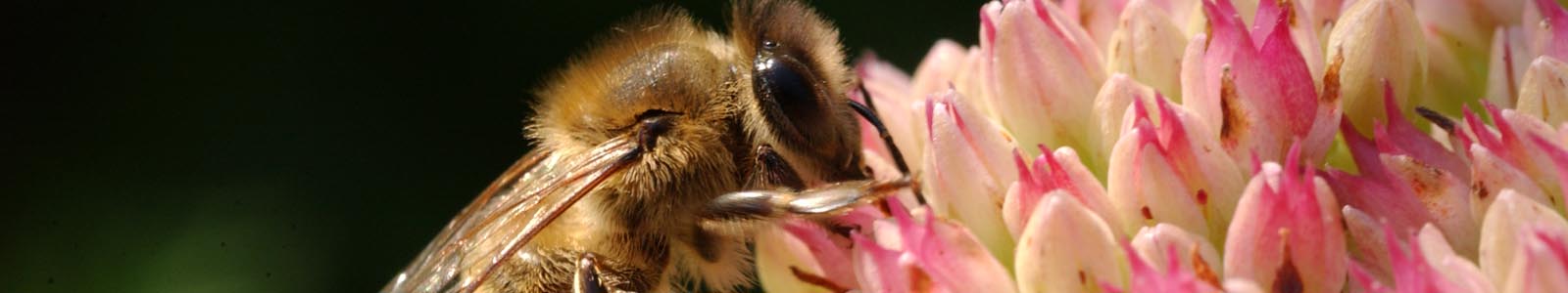 NaHaufnahme einer Biene an rosa Blüte ©DLR